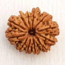 12 face rudraksha beads
